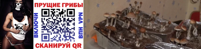 Галлюциногенные грибы MAGIC MUSHROOMS  Димитровград 